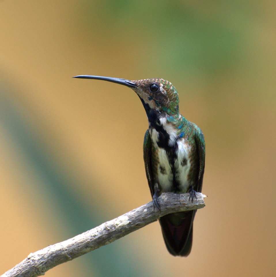 This photo shows a black-throated mango perched on a branch