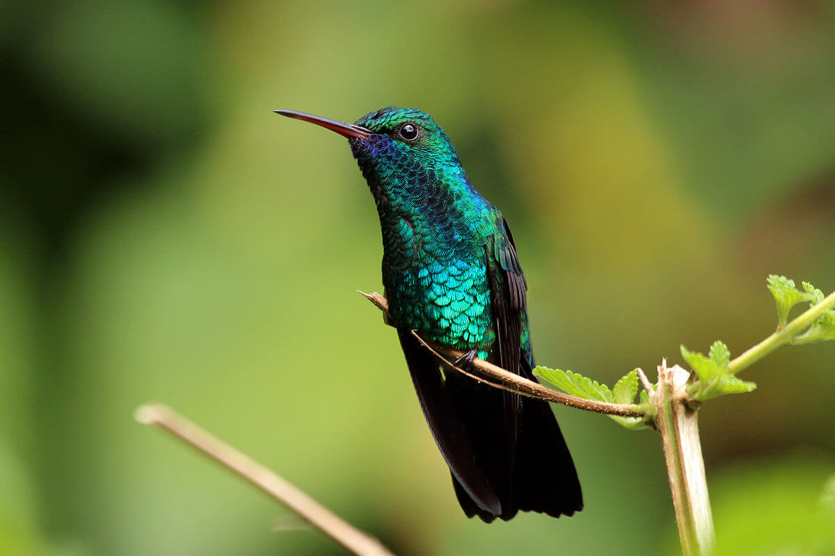 This photo shows a blue-chinned sapphire perched on a branch