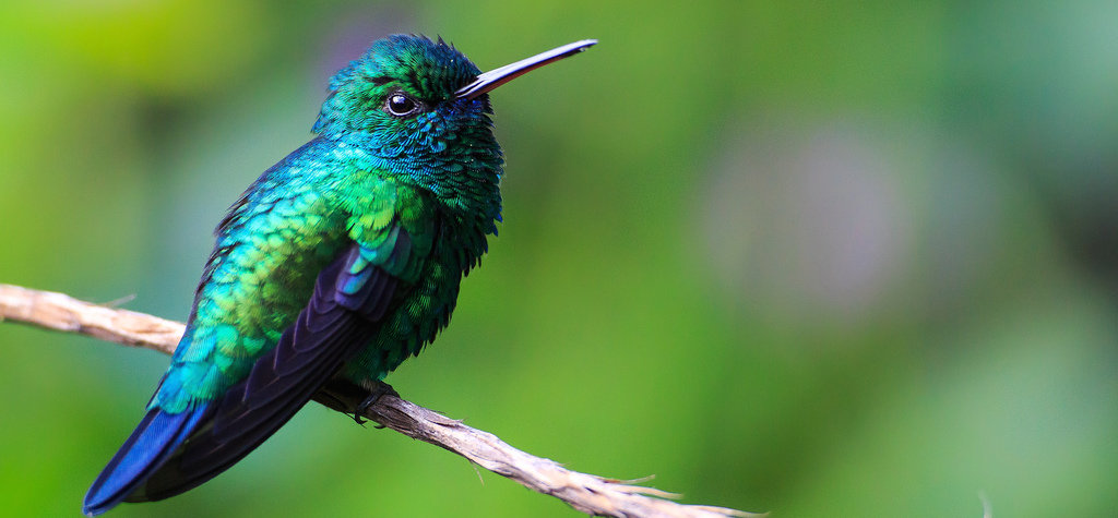 This photo shows a Blue-tailed emerald perched on a branch