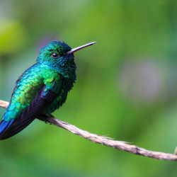 This photo shows a Blue-tailed emerald perched on a branch