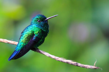 This photo shows a Blue-tailed emerald perched on a branch