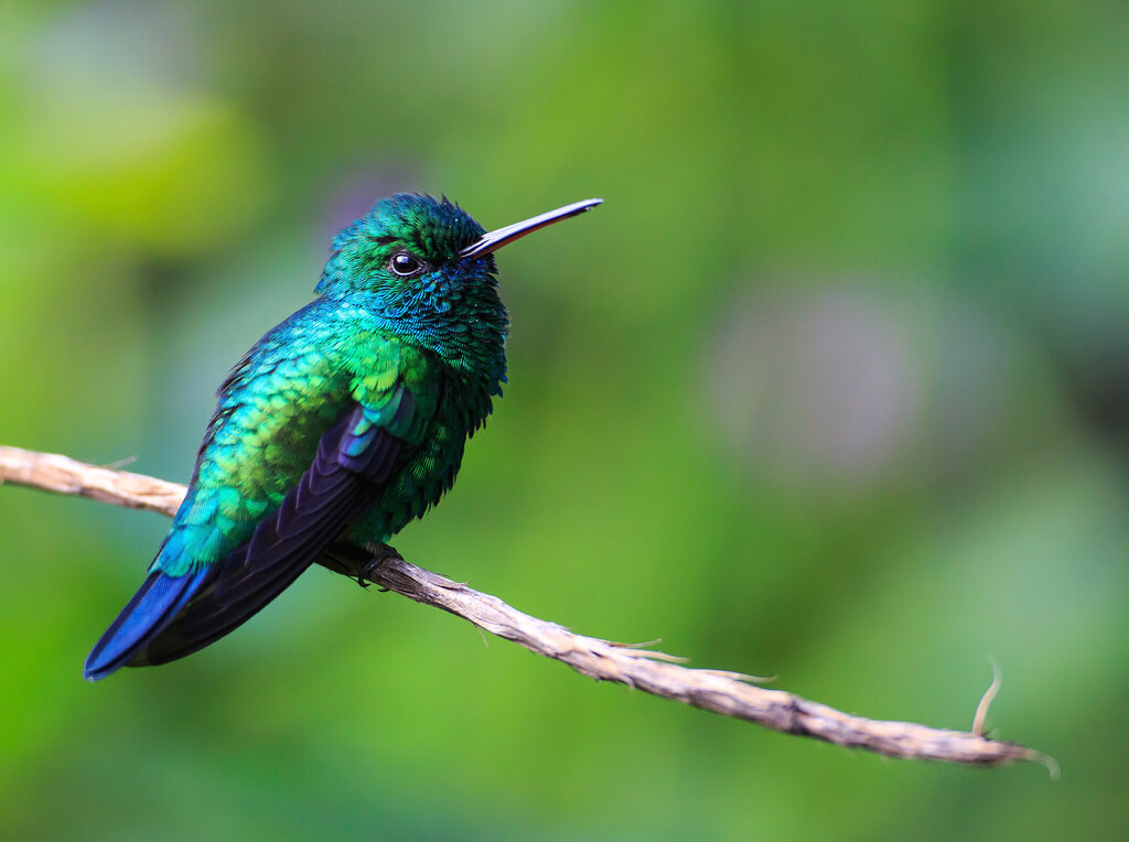This photo shows a Blue-tailed emerald perched on a branch