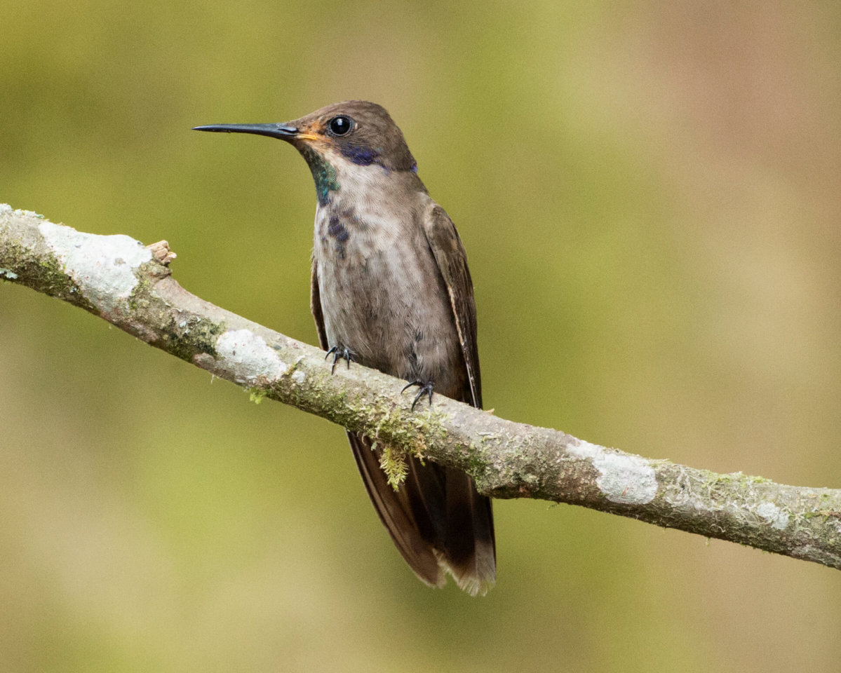 This photo shows a Brown Violetear perched on a branch
