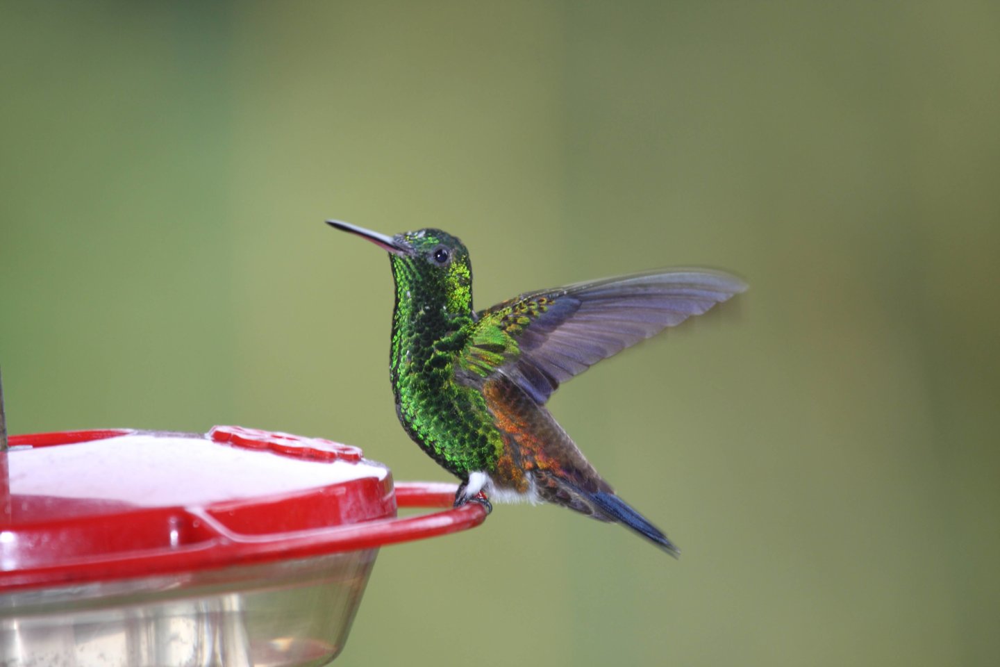 This photo shows a copper=rumped hummingbird sitting on the edge of a feeder