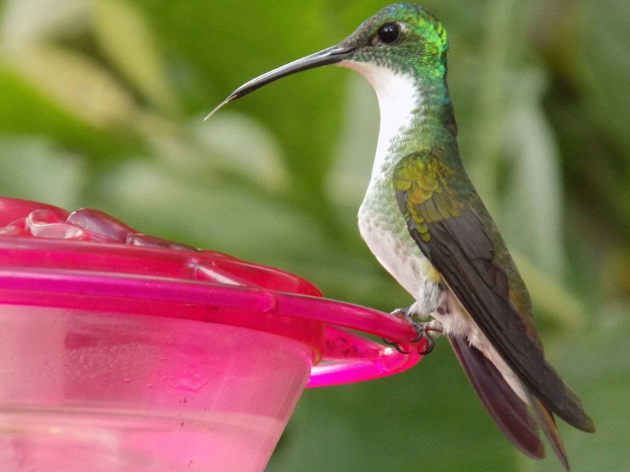 This photo shows a white-chested emerald sitting on the edge of a feeder