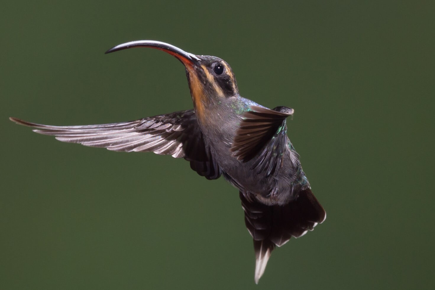 This photo shows a green hermit in flight