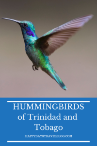 Read this post to learn interesting facts about hummingbirds and find out which species you can expect to find in #Trinidad and #Tobago. #travel #Caribbean #hummingbirds #birds 