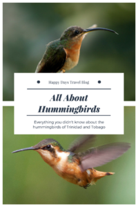 In this post, I list some fascinating facts about hummingbirds gleaned from our visits to the Asa Wright Nature Centre and Yerette. I also include photos of the 18 species of hummingbird found in Trinidad and Tobago. #hummingbirds #birds #Trinidad #Tobago