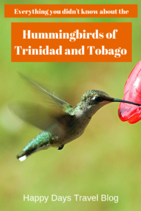 Read this post to learn interesting facts about hummingbirds and find out which species you can expect to find in #Trinidad and #Tobago. #travel #Caribbean #hummingbirds #birds 