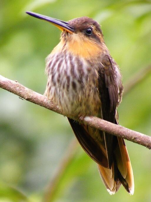 This photo shows a Little Hermit perched on a branch