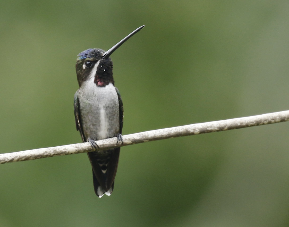 This photo shows a long-billed starthroat perched on a branch