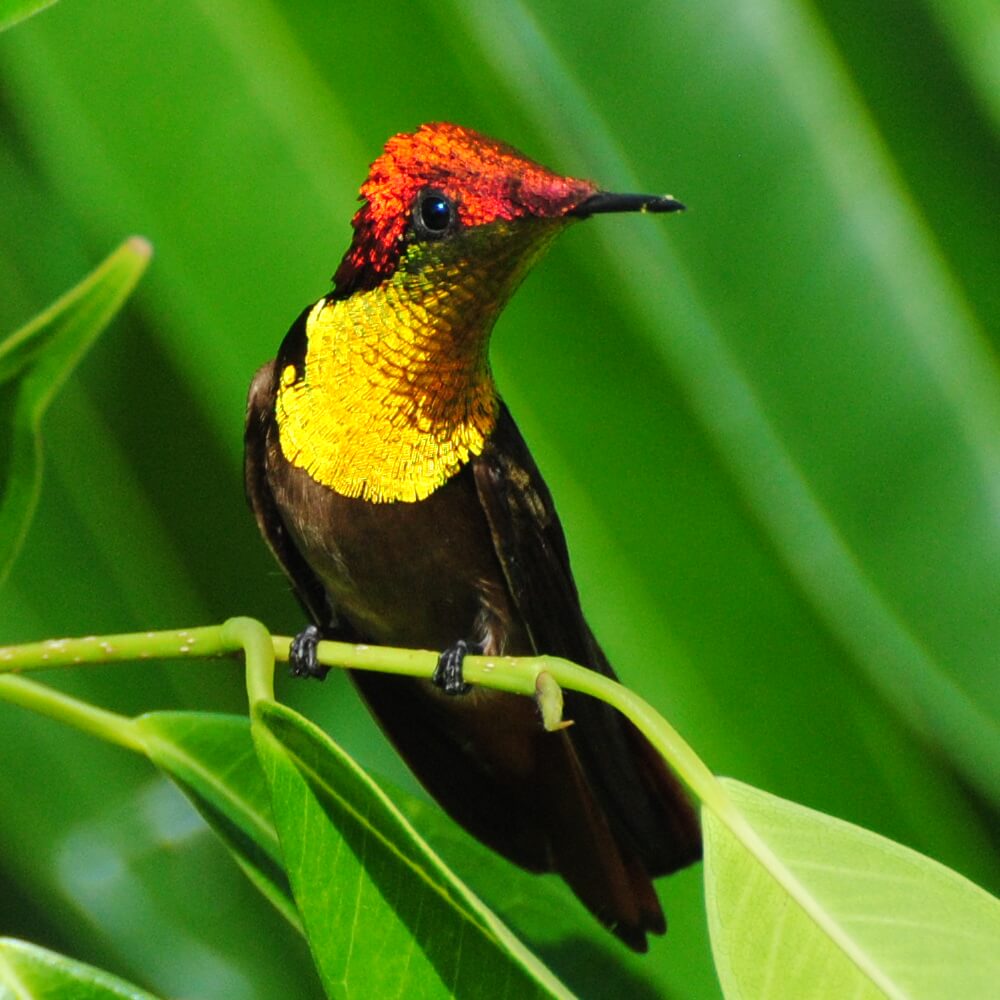 This photo shows a Ruby Topaz perched on a stem