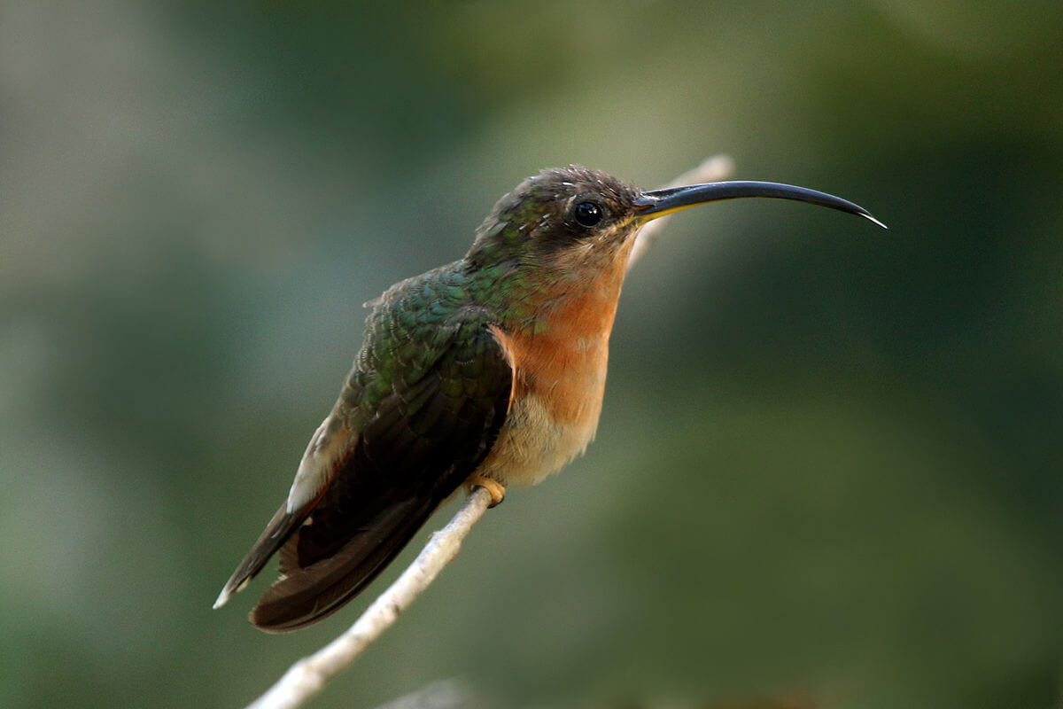 This photo shows a rufous-breasted hermit perched on a branch