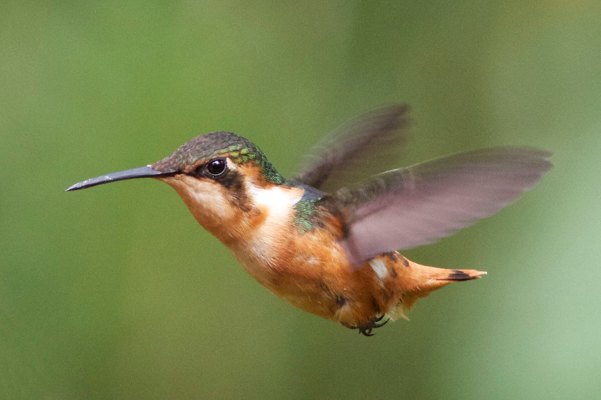 This photo shows a rufus-shafted woodstar in flight