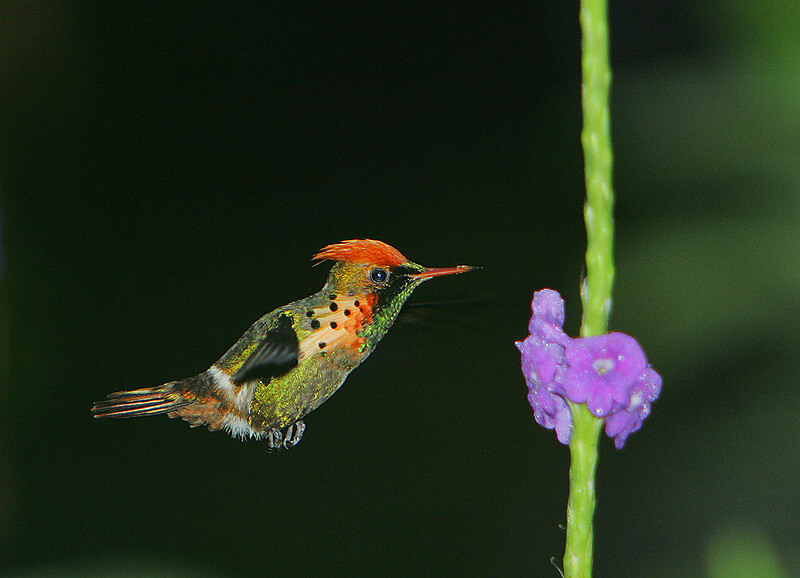 This photo shows a tufted coquette hovering in mid-air ready to get nectar from a purple flower