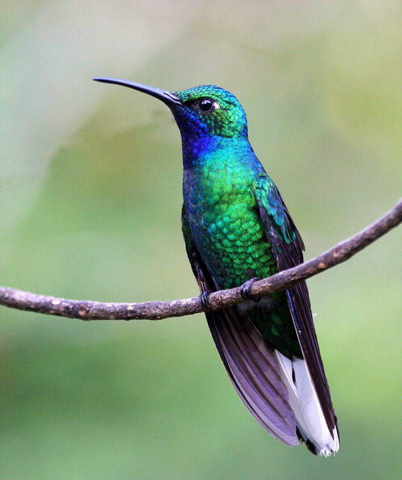 This photo shows a white-tailed sabrewing perched on a branch