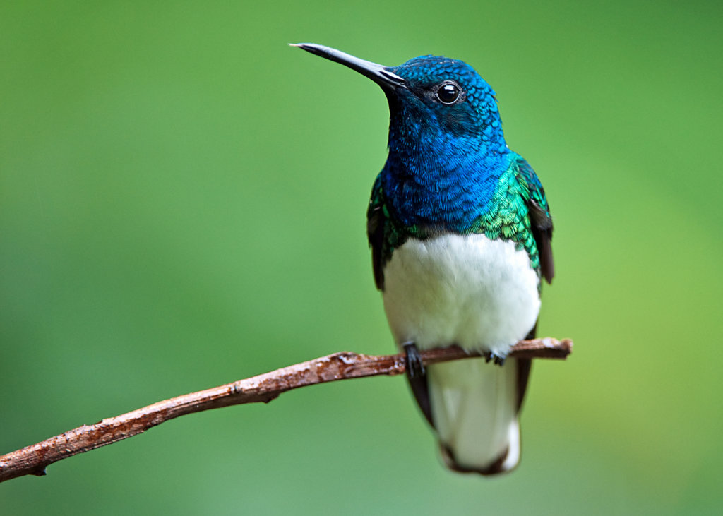 This photo shows a white-necked jacobin sitting on a branch