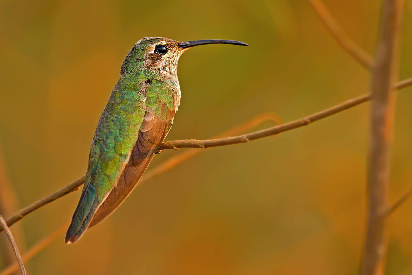 This photo shows a white-tailed goldenthroat perched on a branch