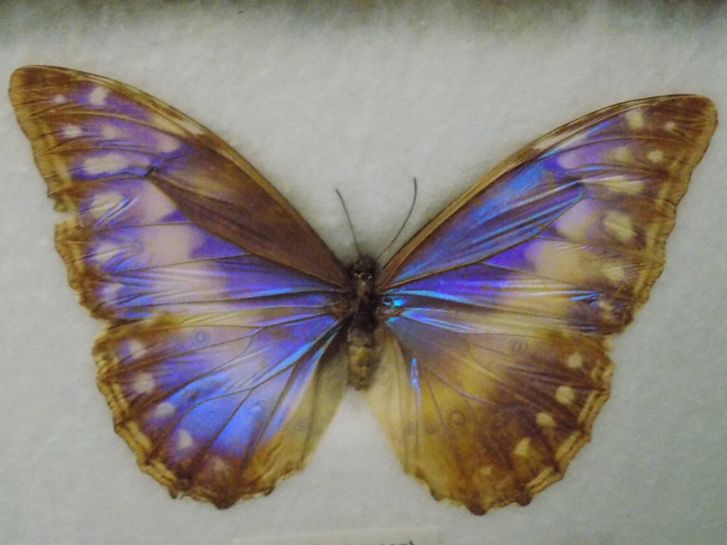 This picture shows a beautiful blue and brown butterfly, one of the specimens in the butterfly collection