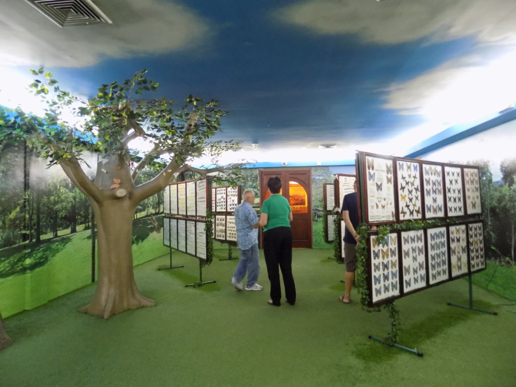 This photo shows people looking around the butterfly collection at the Angostura Distillery