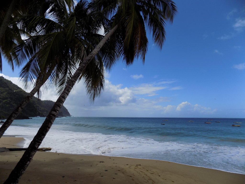 This photo shows the fine white sand of Big Beach with a palm tree bending towards the blue Caribbean Sea