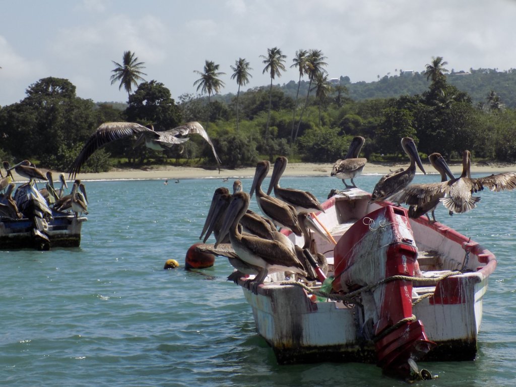 This photo shows lots of pelicans occupying a fishing boat in Mount Irvine Bay