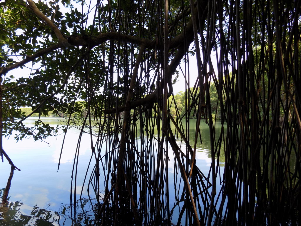 This photo was taken through the mangrove roots in the Bon Accord Lagoon