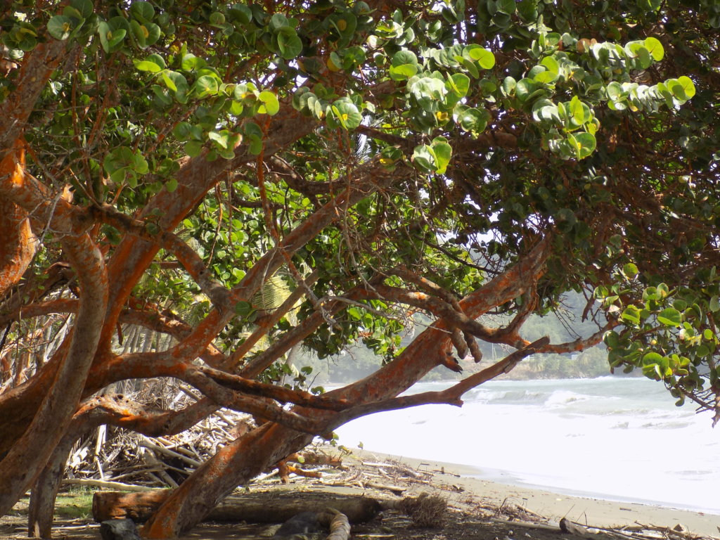 This photo shows an interesting, gnarly tree with orange bark