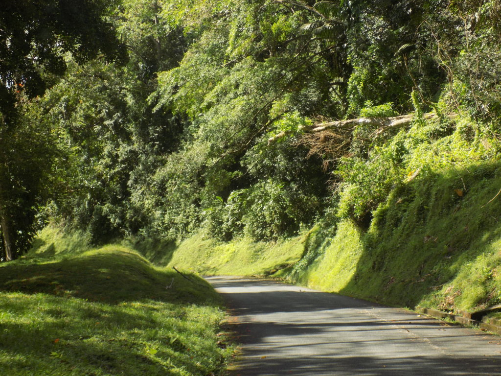 This photo shows the lush green rain forest either side of the road in central Tobago