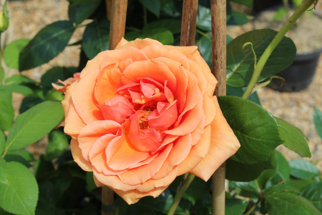 This photo is a close-up of a single peach rose