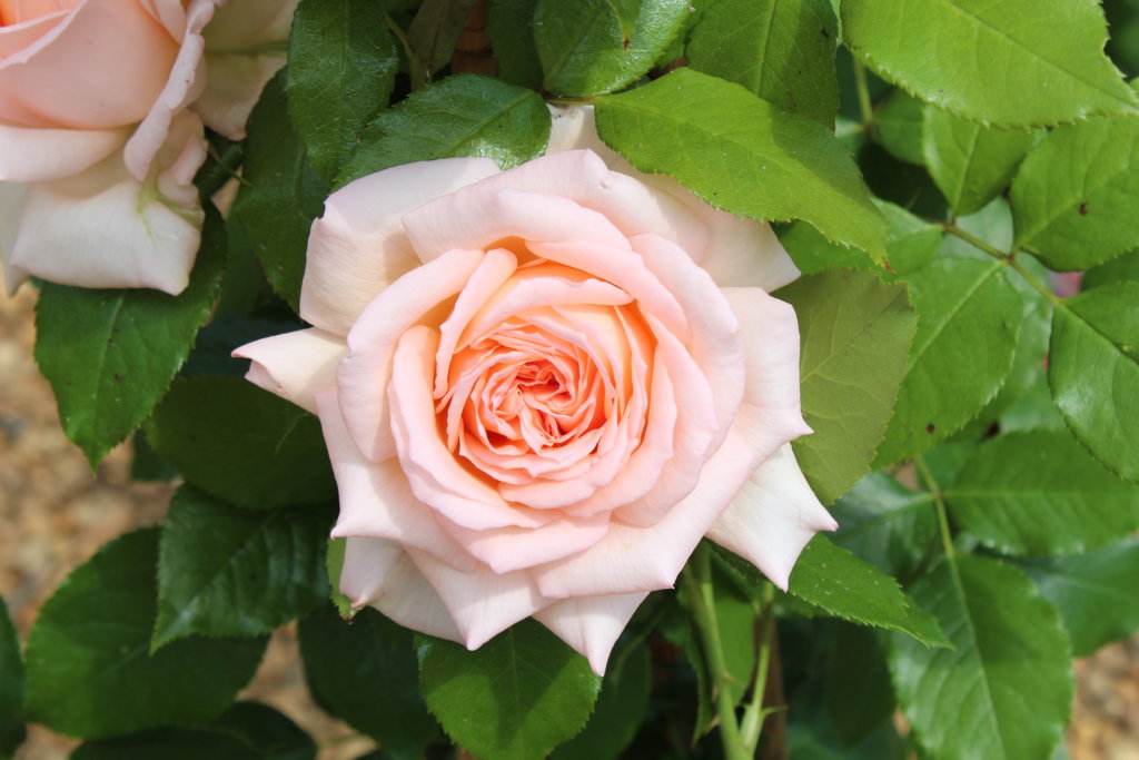 This photo is a close-up of a single pink rose