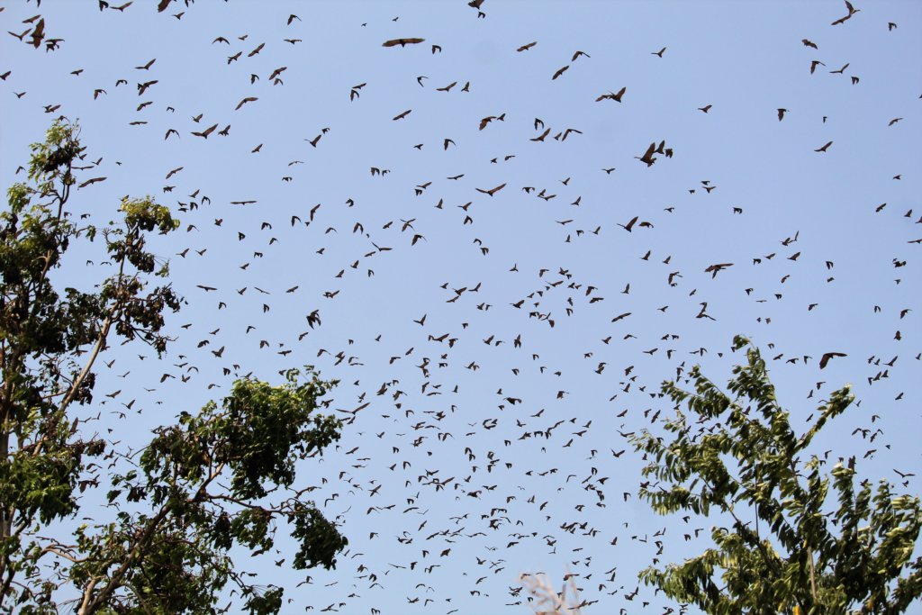 This photo shows thousands of bats flying in a blue sky