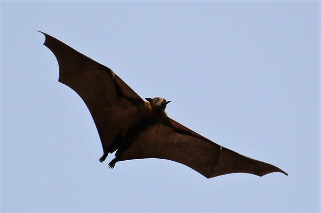 This photo shows a bat in the sky above Bat Valley