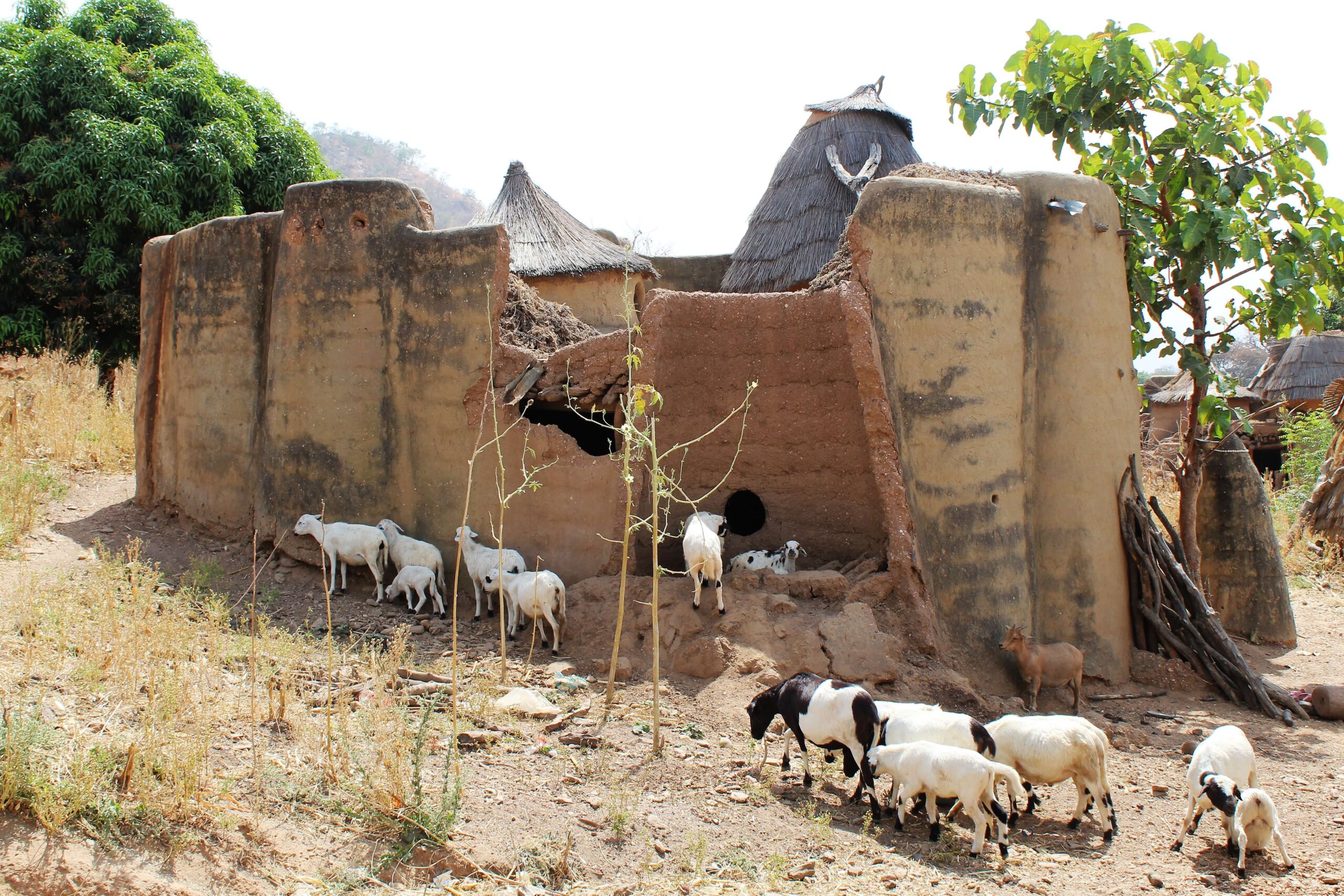 This picture shows a traditional tata Somba with goats running around in front of it