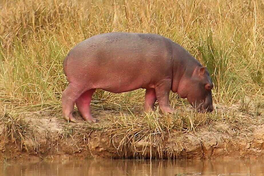 This photo shows a baby hippo walking along the banks of a waterhole.