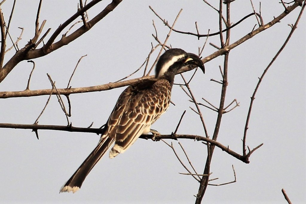 This photo shows a hornbill sitting in a tree