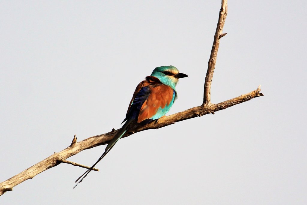 This photo shows an Abyssinian Roller with its distinctive blue plumage