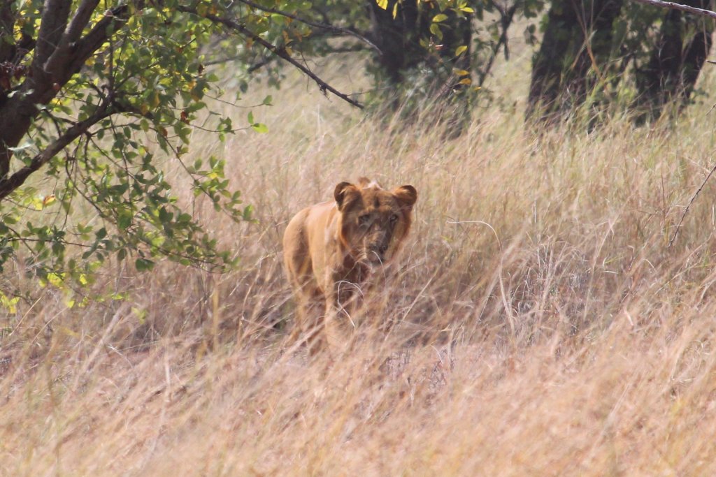 This picture shows a male lion walking through long grass
