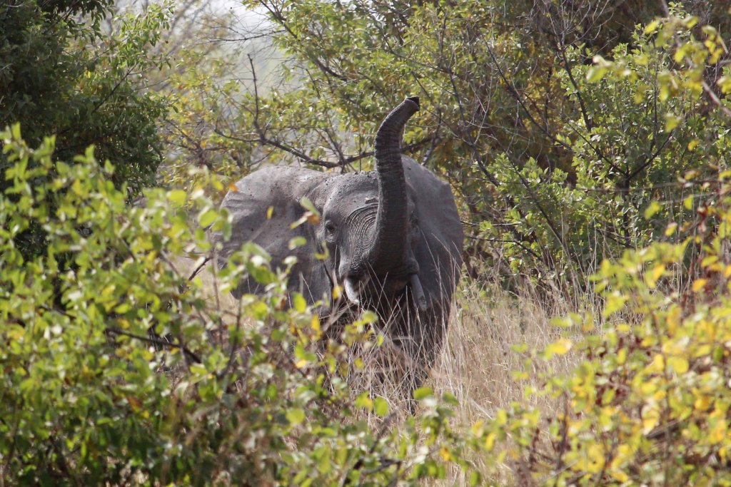 This photo shows an elephant looking directly at the camera and raising her trunk