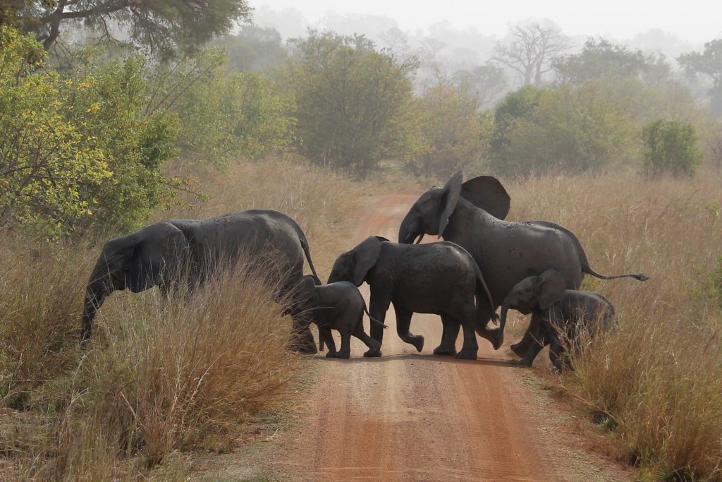 This photo shows two adults and three babies crossing the road in front of our truck