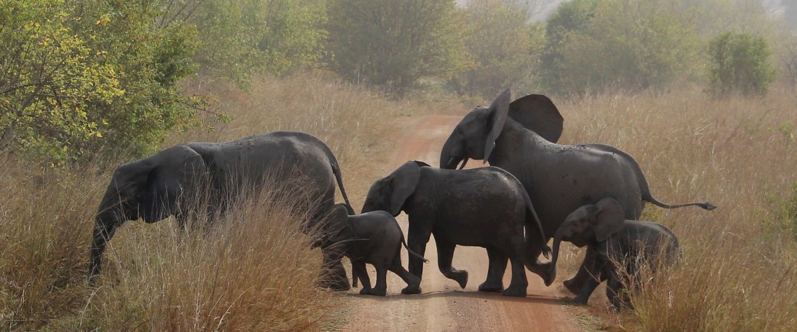 This photo shows two adults and three babies crossing the road in front of our truck