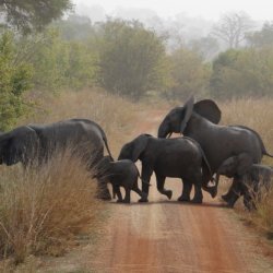 This photo shows two adults and three babies crossing the road in front of our truck