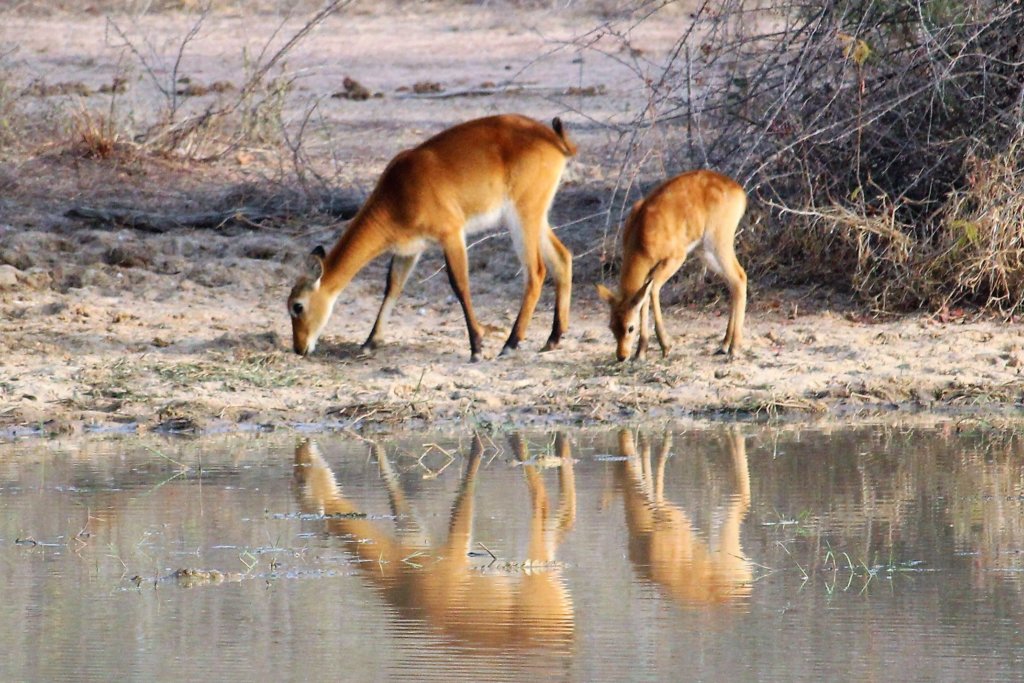 This photo shows a mother and her baby grazing by a waterhole. They are reflected in the water.