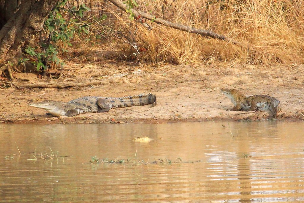 This photo shows two crocodiles on the bank next to a waterhole