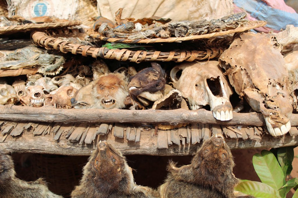 This photo shows animal skulls and whole heads, including a monkey and a horse