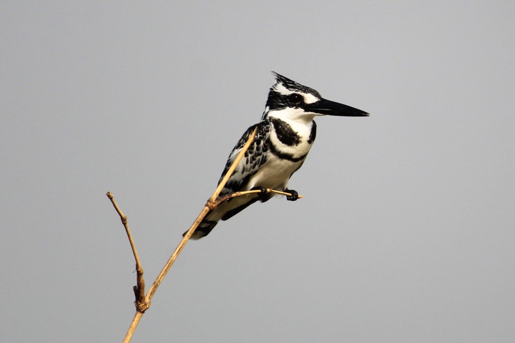 This picture shows a black and white kingfisher perched on a branch