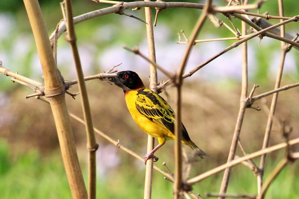 This photo shows a black-headed weaver bird with its bright yellow plumage