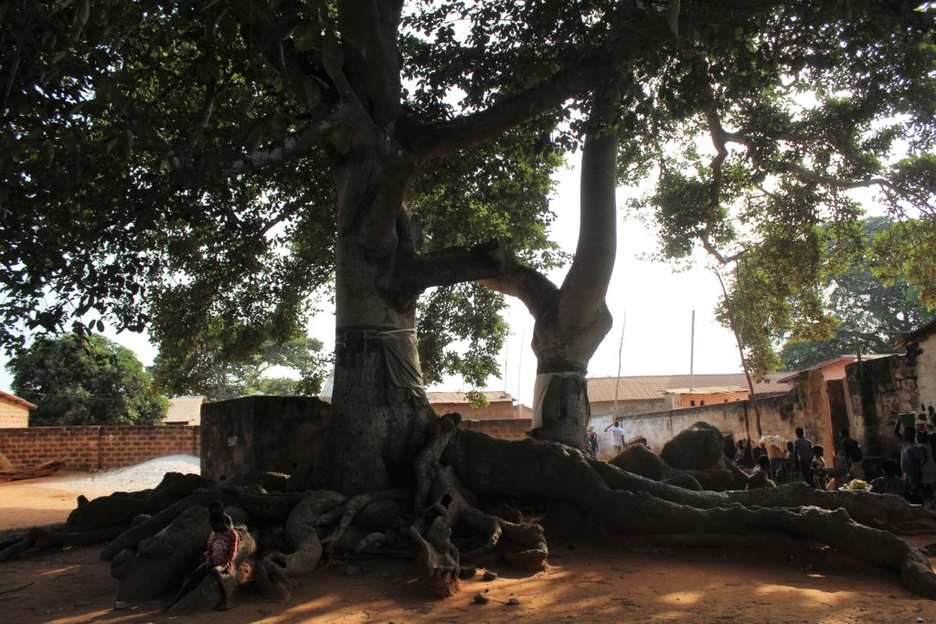 This photo shows the twin tree with its two trunks