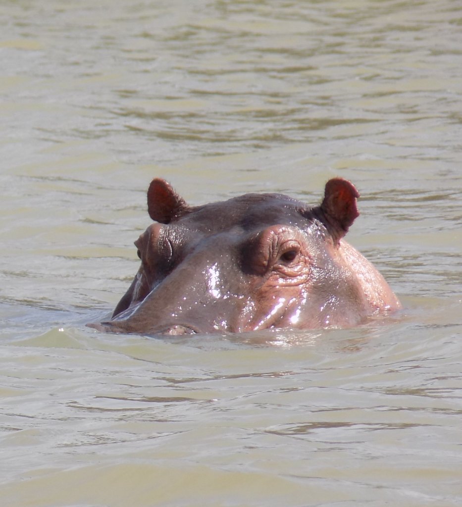 This photo shows the head of a hippo breaking the surface of Lake Tana