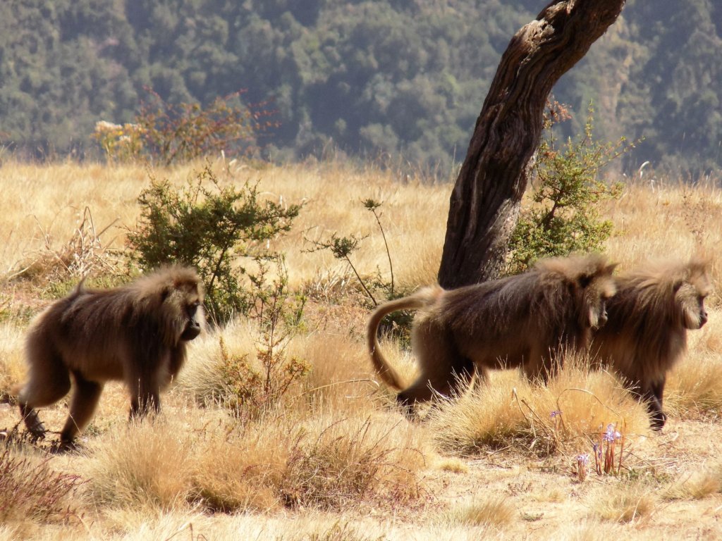This photo shows three gelada baboons walking past us